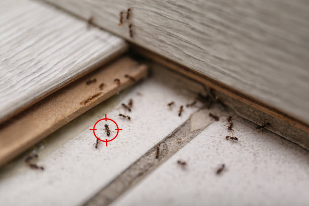 Best Rodent Control Near Me  in August, CA