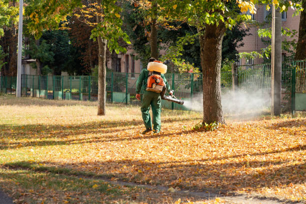 Best Rat Extermination Near Me  in August, CA