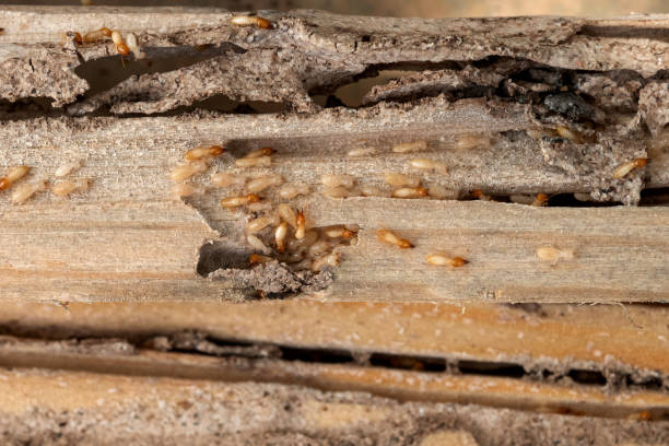 Best Cockroach Control Services  in August, CA