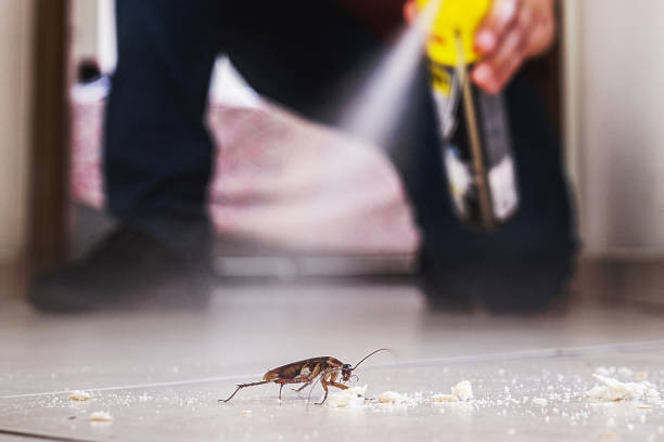 Best Termite Control Services  in August, CA