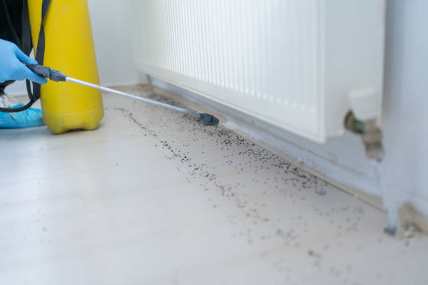 Best Ant Control Services  in August, CA